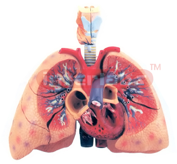 HUMAN LUNGS WITH HEART AND LARYNX 5 PARTS